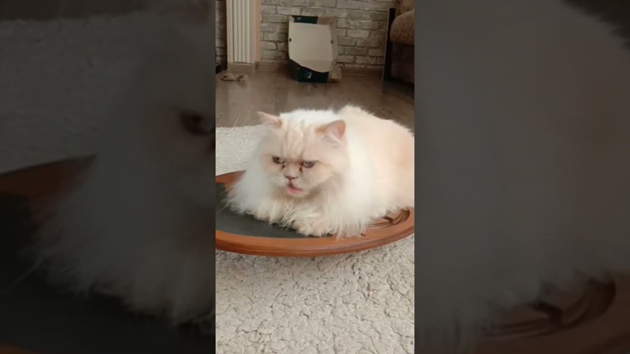 Снежинка осваивает Балансборд/ Snowflake masters the Balance Board/#модаикрасота