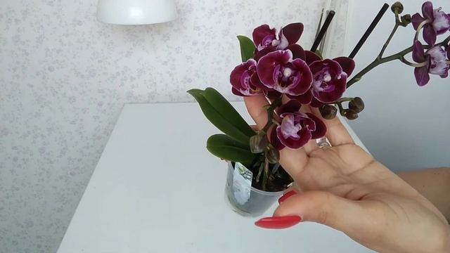 Мини ОРХИДЕЯ БАБОЧКА! Моя очередная Аля - Cranberry Cha Cha???