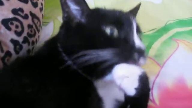 Кошачий маникюр.avi смотреть онлайн