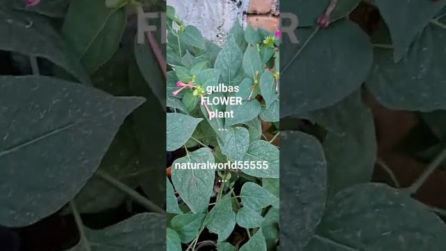 mirabilis jalapa flower plant...