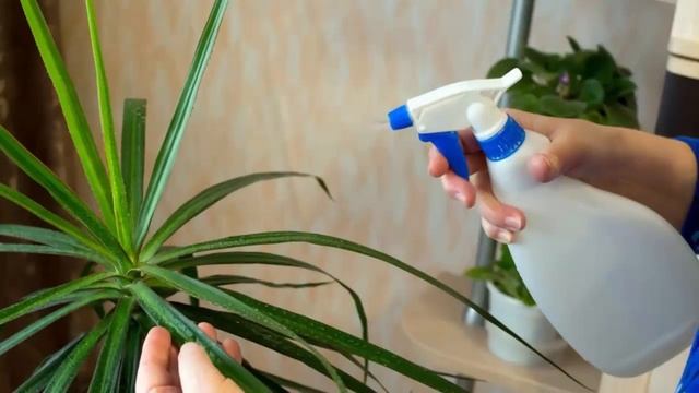 Комнатные растения - улучшаем внешний вид. смотреть онлайн