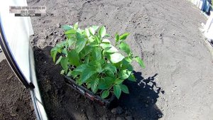 Посадка перца в парник по два в лунку