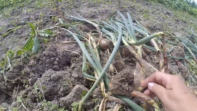 Коли забирати цибулю з грядки.! ЩО ВАЖЛИВО ДЛЯ ДОБРОГО ЗБЕРІГАННЯ.?! смотреть онлайн