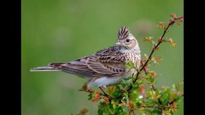Жаворонок(Alouette(Ариэль Рамирес -Д. Вилейчик)т/п"В мире животных"(оркестр Поля Мориа)наброски)