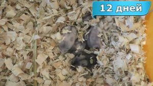 Джунгарские хомяки - ОТ 0 ДО 21 ДНЯ ЗА 3 МИНУТЫ | Hamsters babies FROM DAY 1 TO DAY 21
