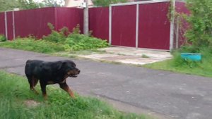 РОТВЕЙЛЕР ОПЛАЧИВАЕТ КОММУНАЛЬНЫЕ УСЛУГИ.Дрессировка собаки.Блог 41