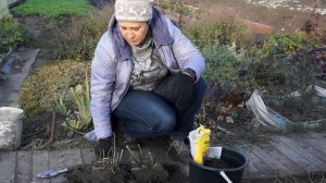 ФЛОКСЫ | ПЕРЕСАДКА | ДЕЛЕНИЕ ОСЕНЬЮ