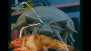 Морские монстры