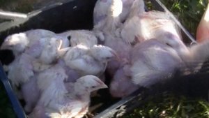 Содержание и выращивание цыплят бройлеров на даче