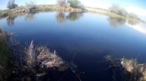 Тестирую авторскую насадку для ловли Линя, которая типа просто убийца всего линя на водоеме.