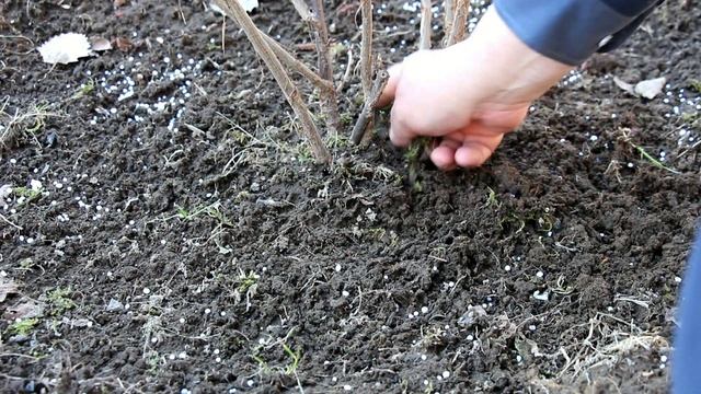 ПОЧЕМУ ПЛОХО ПЛОДОНОСИТ КРЫЖОВНИК: ПЯТЬ ОСНОВНЫХ ПРИЧИН