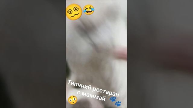 Мурчик и Марсика???? #топчик #котики #зима