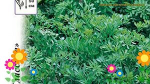 Рута Кружевница (Рута). Краткий обзор, описание характеристик, где купить семена ruta