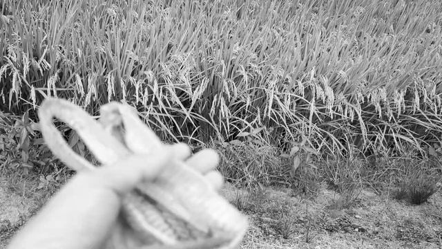 Irish wolfhound Im not afraid of that!