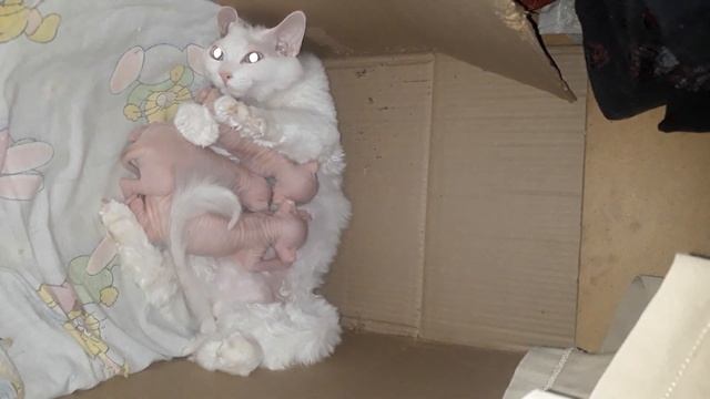 кошка с 10дневными котятами испытывает стресс .??? смотреть онлайн