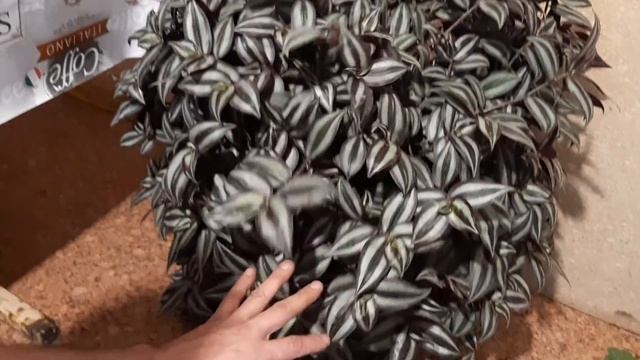 Как сохранить Цветы Зимой СПОСОБЫ Укоренения???в домашних условиях смотреть онлайн