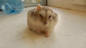 Хомяк завис