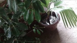 Хона гуллари парвариши??