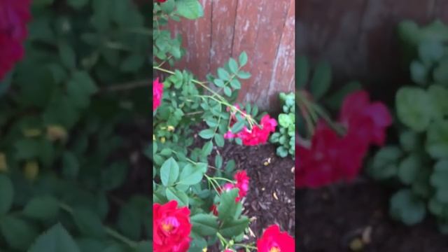 William Baffin rose смотреть онлайн