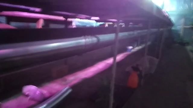 ГОРЫНЫЧ в рассаднике смотреть онлайн