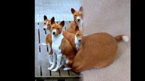Basenji (dog breed HD slide show)! / Басенджи  !