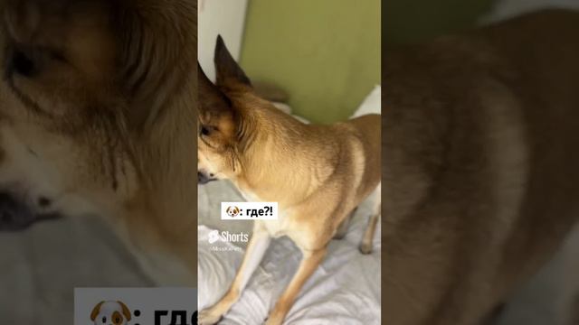 Спортивная собака🥲 #shorts #shortsvideo #собака #приколы #tiktok #животные #смешныевидео