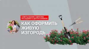 Какие растения выбрать для живой изгороди