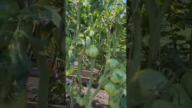 Коллекционные сорта томатов Гигант Бельгии жёлтый,Жёлтые торбочки и Руби Голд. смотреть онлайн