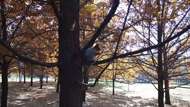 Алматы | Чем кормить белку? | Кормление белки морковкой смотреть онлайн