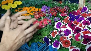 ПЕТУНИЯ ИЗ СЕМЯН низкорослая волшебная питуния в этом видео обзоре❤❤❤