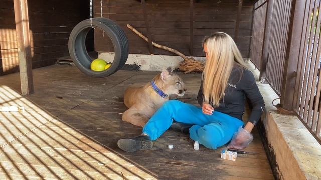 Как накормить пуму таблетками. Гоним глистов у хищников. смотреть онлайн