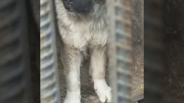 Кавказкие овчарки Караганды смотреть онлайн