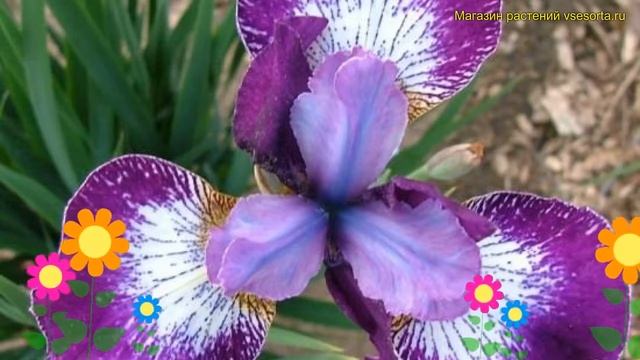 Ирис сибирский Курриер. Краткий обзор, описание характеристик iris sibirica Currier смотреть онлайн