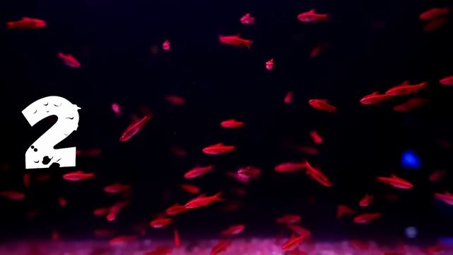 Top 5 Barb Fish for your Aquarium смотреть онлайн