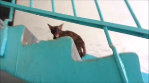 Злой Котэ в подъезде