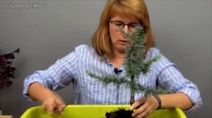 Бонсай из кедра (ч.1).