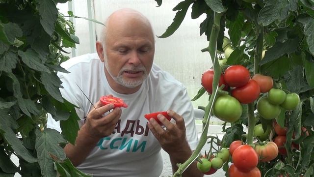 Лучший салатный томат Синьора смотреть онлайн