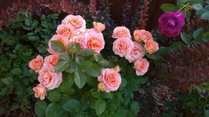 Фееричное цветение розы ВИВЬЕН ВЕСТВУД?