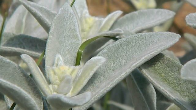 Стахис_чистец шерстистый часть_4 Отличного настроения! смотреть онлайн