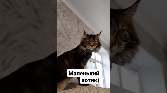 Малышок. #домашниеживотные #животные #кот #мейнкун #умныйкот