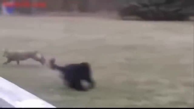 15 Реальных видео ВОЛК VS СОБАКА КТО КОГО? Охота на волка 2019