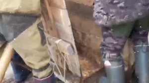 Олени. Кораль 2022. Олюторский район, с. Средние Пахачи. Камчатка.