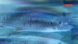 Рыбка Гарра Руфа. Содержание, разведение в домашнем аквариуме, уход.