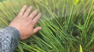 Разница между подкормками/ карбамид или селитра