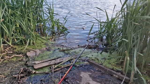 Прогноз клева рыбы на Неделю с 1 по 7 Августа Календарь рыбака на неделю Календарь клева рыбы
