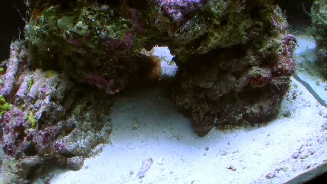 Lionfishing - The Fuzzy Dwarf Lionfish(Dendrochirus brachypterus) H.264 смотреть онлайн