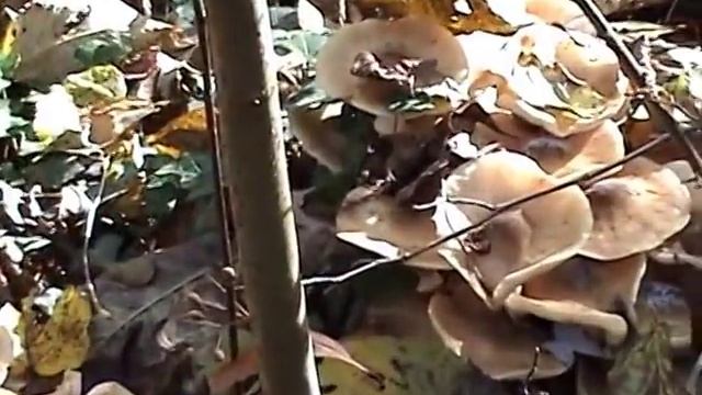 В лес за опятами смотреть онлайн