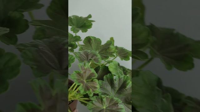 Огляд сортової пеларгонії Brocade Cherry Night смотреть онлайн