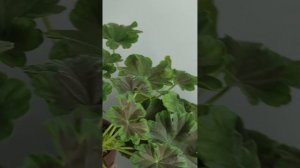 Огляд сортової пеларгонії Brocade Cherry Night