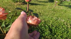 Сорта срезочных эквадорских роз - Амалия, Шукрани, Пенни Лейн, Кахала, Джумилия, Блюбери (ч.2)